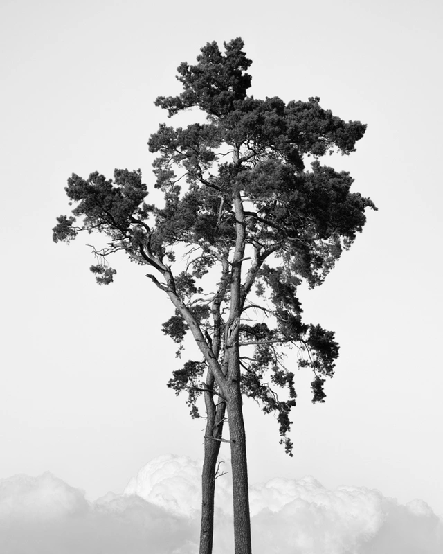 Two Pines, Dala, Kristianstad, Sweden 2023