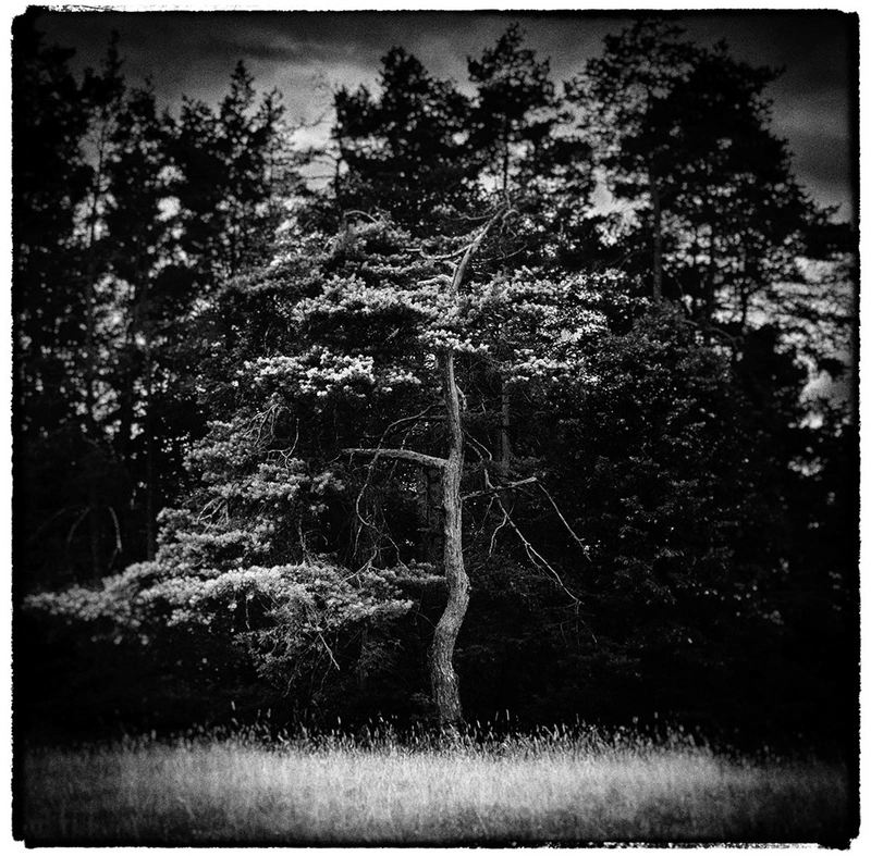 Old Pine, Jena 2019