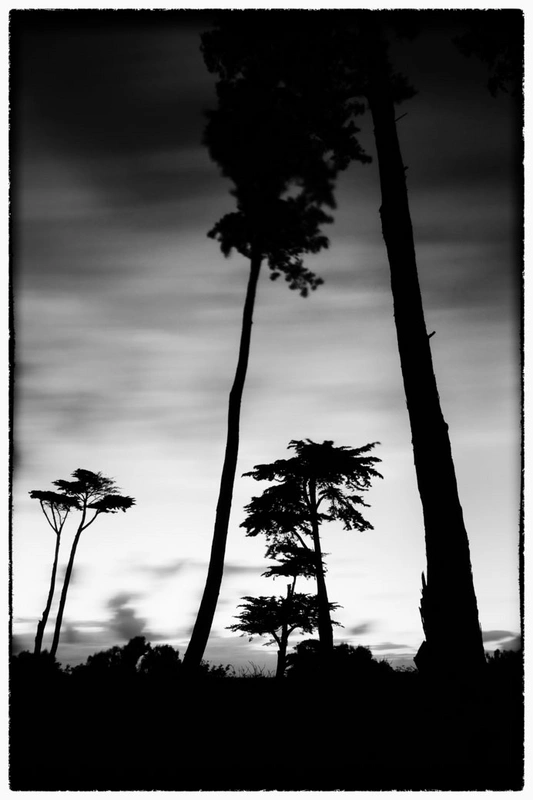 Trees In Wind, Île De Ré, France 2017