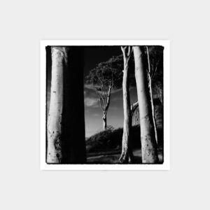 Beeches, Nienhagen 2016