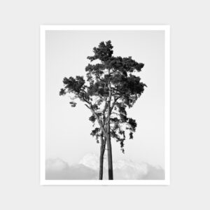 Two Pines, Dala, Kristianstad, Sweden 2023